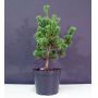 Pinus parviflora var. azuma goyo