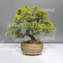 VENDU juniperus chinensis itoigawa 20090241