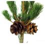 Pinus parviflora du Japon "goldilock"