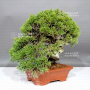 VENDU juniperus chinensis itoigawa ref: 05110242