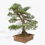 VENDU pinus pentaphylla 030120251