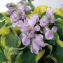 Hosta school mouse