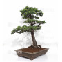Juniperus rigida 20070251