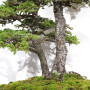 picea  jezoensis 28070252