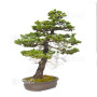 picea  jezoensis 28070251