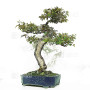 eleagnus pungens 28070254