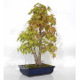 Acer palmatum ref: 23070252