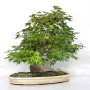 acer palmatum beni chidori 23070255