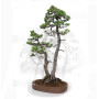 PINUS PENTAPHYLLA ref: 24070255