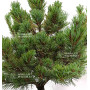 Pinus parviflora var. iona