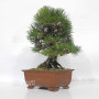 Pinus thunbergii ref: 120202512