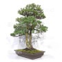 pinus pentaphylla 120202510