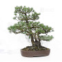 Pinus pentaphylla ref: 21020258