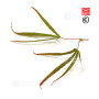 graines d'acer amoenum enkan