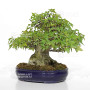 acer buergerianum ref: 18080233