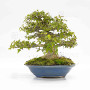 Acer buergerianum ref:25090251