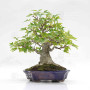 acer buergerianum ref: 25090252
