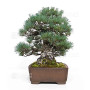 Pinus pentaphylla 10110252