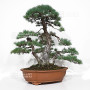 Pinus pentaphylla 16120257