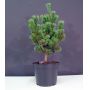 Pinus parviflora var. negishi 3 litres