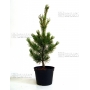 pinus pentaphylla variété "ryu ju" pot 2 litres