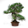 Pinus thunbergii ref: 28070262