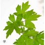 EPUISEacer campestris en godet lot de 10 plants