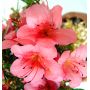 EPUISErhododendron chinzan