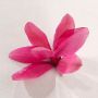 EPUISELot de 4 rhodohypoxis 2 apple blossom + 2 mi