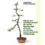 EPUISEPinus pentaphylla du Japon "kokonoe"