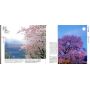 EPUISEKyoto sakura collection
