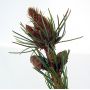 EpuisePinus pentaphylla du Japon "kokonoe"