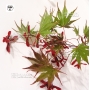 EPUISE Graines d'Acer Amoenum Sumi nagashi