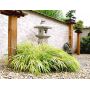 hakonechloa macra aureola livrée pot plastique