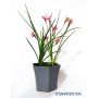 EPUISE rhodohypoxis "confecta"