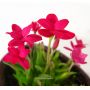 EPUISE rhodohypoxis "douglas"