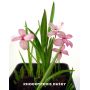 EPUISErhodohypoxis "dusky"