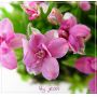 rhodohypoxis "lily jean", fleurs double