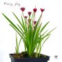 EPUISE rhodohypoxis "kiwi joy" fleurs double