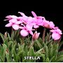 epuise rhodohypoxis "stella"