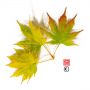 Graines d'Acer Amoenum Matsuyoi