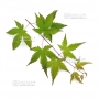 Graines d'acer palmatum