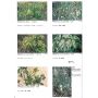 EPUISEVARIEGATED PLANT IN COLOR 2