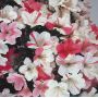 EPUISErhododendron chitose nishiki