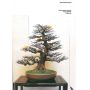 EPUISEFRANCE BONSAI N° 67