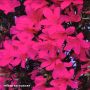 EPUISELOT DE 2 rhododendron shiryu no homare