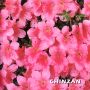 EPUISELOT DE 2 rhododendron 1 shiryu no homare 1 c