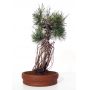 pinus thunbergii ref : 0808083