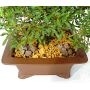 EPbiogold original LOT DE 2 SACS de : 240 grammes.
