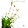 Hypoxis parvula var. albiflora 'Hebron Farm Biscui